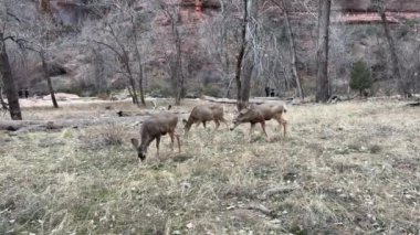 Utah 'taki Zion Ulusal Parkı' nın kanyon zemininde yabani katır geyiği otluyor. Turistler arka planda Utah, ABD 'nin güzel manzarasına hayran olarak görülebilir.