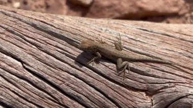 Çit kertenkelesi kütüğün üzerinde oturur, güneşte güneşlenir. Kütüğün pürüzlü bir dokusu var ve kertenkele kahverengi ve pullu. Kertenkele, Utah, ABD 'deki Kanyonlar Ulusal Parkı' nın Needles Bölgesi 'nde bulunuyor..