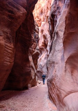 Yalnız bir erkek yürüyüşçü Arizona, Utah sınırındaki Buckskin Gulch Kanyonu 'nun yüksek duvarlarından geçiyor. Kaya oluşumlarının canlı kırmızı ve turuncu renkleri çarpıcı bir zemin oluşturuyor..