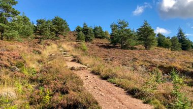 A picturesque hiking trail winds through heather-covered hills and pine trees, under a blue sky in Scotland. The bright autumn colors and natural scenery inspire relaxation and outdoor exploration. clipart