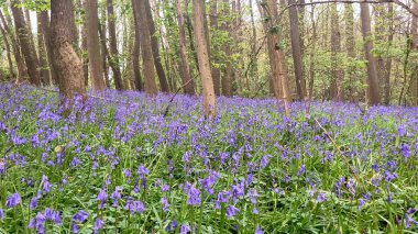 Baharda yükselen ağaçlar arasında çiçek açan sayısız mor çan çiçeğinin sergilendiği sakin bir orman doğada büyüleyici ve huzurlu bir çiçek sahnesi sunuyor Herefordshire, İngiltere