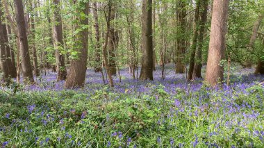 Çiçek açan çan çiçeklerinden oluşan canlı bir halı ile çevrili uzun ağaçların bulunduğu sakin ormanlık, doğaya bir sükunet ve bağlantı hissi uyandırıyor, doğa kavramları için ideal, ve bahar zamanı - İngiltere -