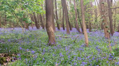 Ürkütücü ormanlık sahnesinde ağaçlardan oluşan sakin bir gölgelik altında yemyeşil çan çiçekleri, Herefordshire, İngiltere 'deki sakinliği somutlaştırır.