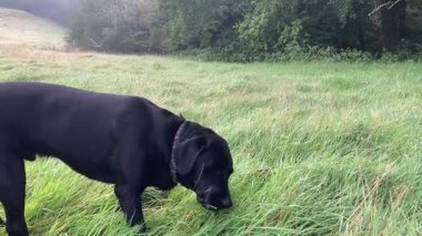 Siyah bir Labrador köpeği İngiltere 'deki çimenli bir alanda huzurlu bir sabahın tadını çıkarıyor. Köpek keşfe çıkar, ot yer ve uzun yeşil çayırlarda yürür..