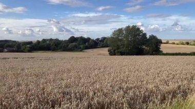 Güneşli bir günde Lincoln, İngiltere 'de altın buğday tarlası. Arka planda küçük bir köy görülebilir, yukarıda parlak mavi bir gökyüzü var - İngiltere