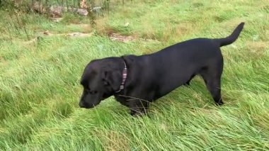 Komik siyah bir Labrador köpeği İngiltere 'de bir tarlada ot yemekten hoşlanır. Köpek etrafı keşfeder, koklar ve yeşillikleri yiyerek mutlu olur..