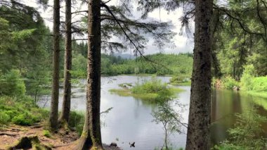 Kraliçe Elizabeth Forest Park, İskoçya 'daki Lochan aGleannain manzarası. Huzurlu göl yemyeşil ağaçlarla çevrili, barışçıl bir atmosfer yaratıyor - İngiltere