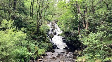 Kraliçe Elizabeth Forest Park, İskoçya 'da Manzaralı Şelale. Güzel bir şelaleyi çevreleyen yemyeşil orman, sakin ve doğal bir ortam yaratıyor: Nr Aberfoyle, İngiltere