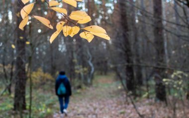 Karanlık sonbahar ormanının bulanık arka planında parlak sarı yapraklar ve tanınmayan bir kişinin bulanık silueti.