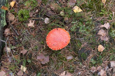 Düşen yaprakların ve kuru çam iğnelerinin arka planına yakın çekim mantarı uçur