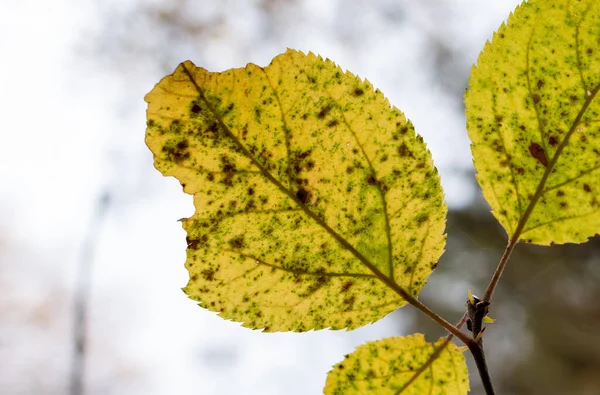 Żółty Jesienny Liść Zbliżenie Podświetlanym Jasnym Niebem — Zdjęcie stockowe