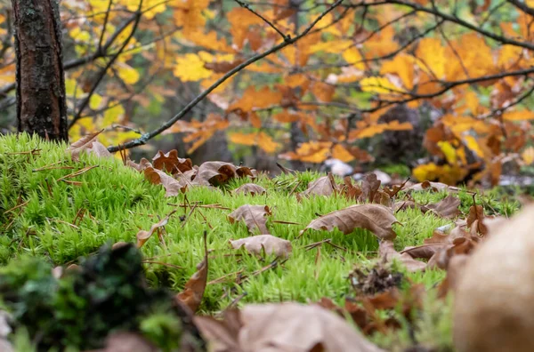 Grama Verde Brilhante Com Folhas Caídas Close Fundo Borrado Floresta — Fotografia de Stock