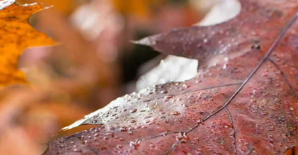 Close Dew Drops Red Maple Leaf Blurred Autumn Background — Stock Photo, Image