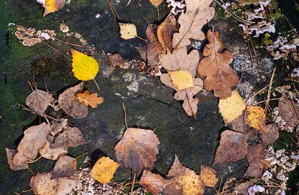 Veelkleurige Herfstbladeren Van Verschillende Bomen Close Donkere Houten Achtergrond — Stockfoto