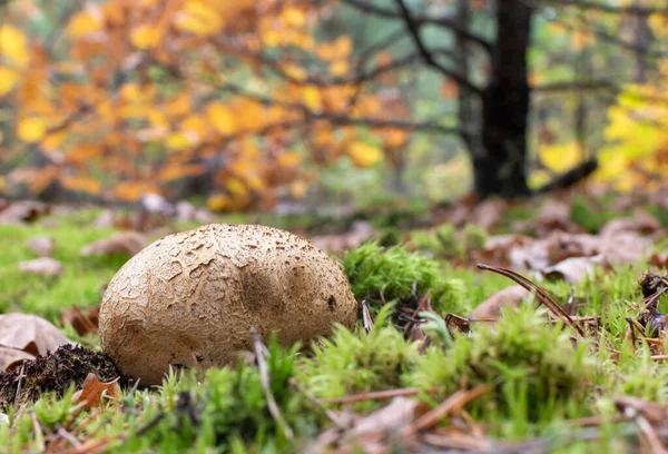 Puffball Pilz Nahaufnahme Auf Verschwommenem Hintergrund Des Herbstwaldes Sonnigem Tag — Stockfoto