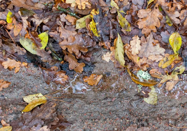 秋天黄褐色的叶子在潮湿的地面上模糊的背景上飘落 — 图库照片