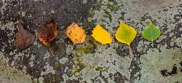 六棵凋零的秋天白桦树叶在覆盖着绿色霉菌的花岗岩上特写 — 图库照片