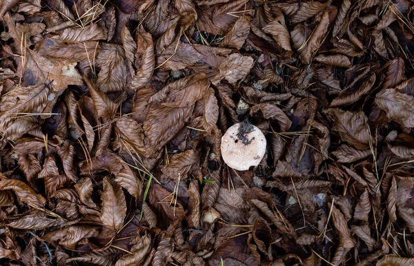秋天的蘑菇在枯萎的秋天落下来的褐色叶子之间的特写 平躺在床上 — 图库照片