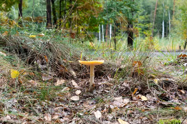 Fliegenpilz Vor Dem Hintergrund Von Trockenem Gras Und Grünem Wald — Stockfoto