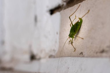 Bulanık taş duvar arka planında koyu yeşil cırcır böceği.