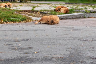 Büyük kızıl saçlı evsiz sokak köpekleri park alanında açık hava kaldırımında uyur.