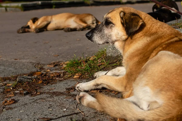 Grote Rode Hond Close Ligt Rusten Stoep Van Voetgangers Zone — Stockfoto