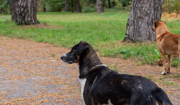 Duże Bezdomne Psy Wyglądające Ostrożne Parku — Zdjęcie stockowe