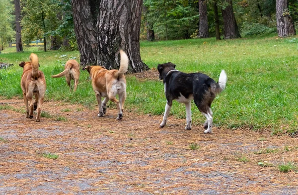 Stora Hemlösa Herrelösa Hundar Parkområdet Stockbild