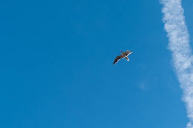 Mavi gökyüzünde beyaz jet izlerinin arka planında büyük bir martı.