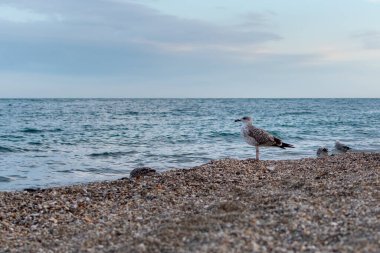 Büyük bir martı kumlu sahilde, deniz ve günbatımı gökyüzüne karşı.