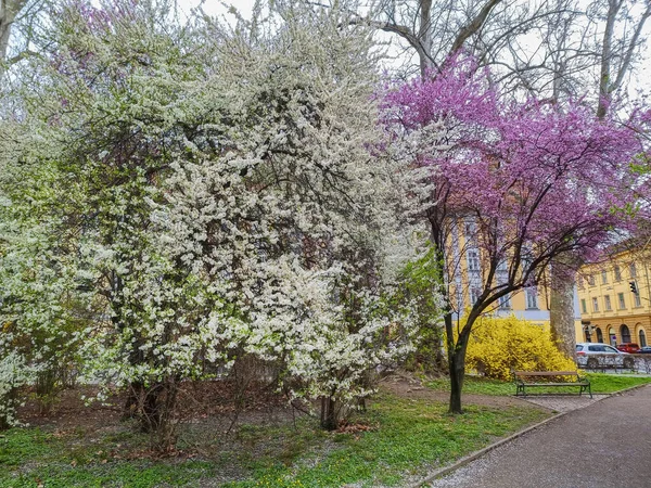 İlkbaharda Avusturya 'nın Graz, Styria bölgesinde, şehrin ortasında yeşil bir ada olan Stadtpark şehir parkında çiçek açan ağaçlar ve ahşap banklar.