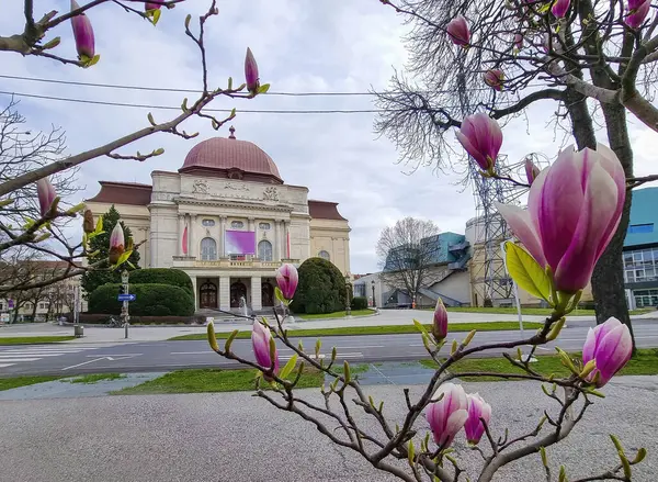 Außenansicht Des Opernhauses Durch Magnolienblumen Gesehen Der Innenstadt Von Graz lizenzfreie Stockfotos