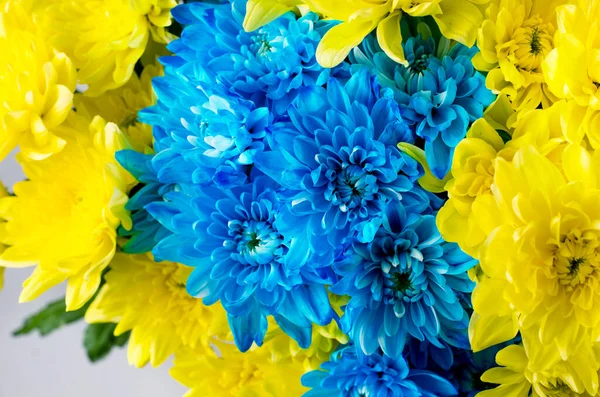 Красивый Хризантемы Букет Желтыми Светло Голубыми Цветами Крупным Планом Украину — стоковое фото