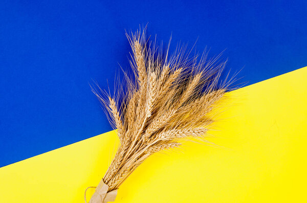 Ears of ripe wheat onyellow and blue background. Colors symbols of Ukraine. The problem of wheat transportation and world food crisis concept. Mock up.