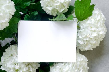 Boş beyaz kart ve gri arkaplanda bir buket beyaz çiçek ortancası 