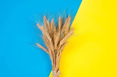 Sarı ve mavi arka planda olgun buğday kulakları. Ukrayna 'nın renkleri. Buğday taşımacılığı ve dünya gıda krizi kavramı sorunu. Model.