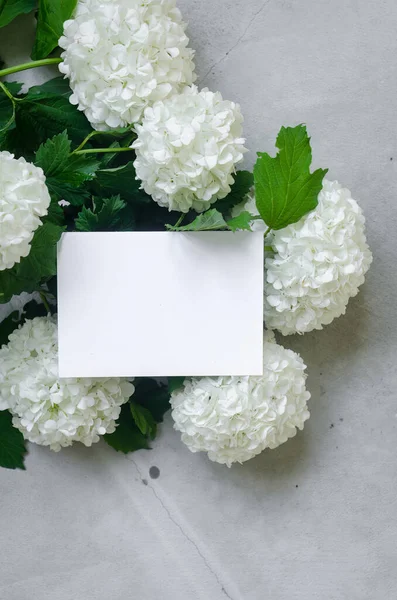 Порожня Біла Листівка Букет Білої Квітки Гортензії Сірому Фоні — стокове фото