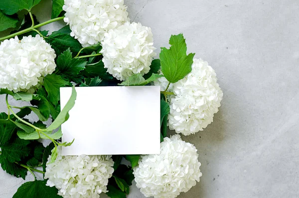 Порожня Біла Листівка Букет Білої Квітки Гортензії Сірому Фоні — стокове фото