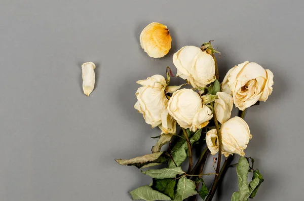 Багато Висушених Білих Троянд Порожнім Шаром Тексту Поняття Скорботи Скорботи — стокове фото