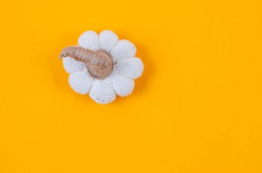 Boş fotokopi alanı olan süslü bir balkabağı. Sonbahar konsepti, mevsimlik alışveriş, indirim. İçeriğinizi eklemek için şablon oluşturun. 