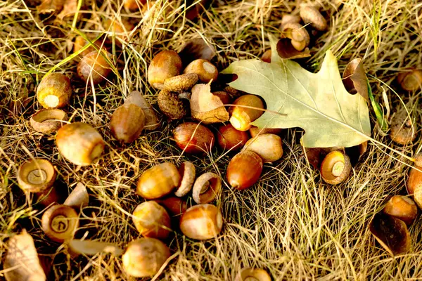 Bir palamut yığını ve orman zemininde bir meşe yaprağı. Sonbahar temalı tasarımlar ve doğadan esinlenilmiş projeler için mükemmel..