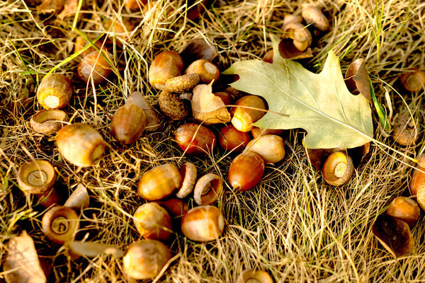 A pile of acorns and an oak leaf on the forest floor. Perfect for autumn-themed designs and nature-inspired projects.
