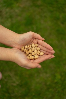 Büyük miktarda fıstığı tutan bir kızın elleri... -...