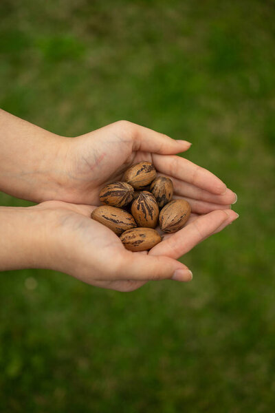 woman holding walnuts in hands, outdoors