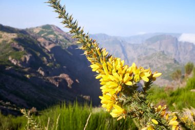 Portekiz 'in Madeira adasındaki dağlarda vahşi sarı Gorse çalıları. Kapalı makro fotoğraf.