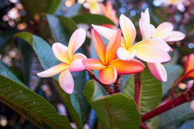Madeira 'daki Plumeria Rubra çiçeği, ayrıca kırmızı yasemin, frangipani ya da tapınak ağacı olarak da bilinir. Plumeria cinsine ait yaprak döken bir bitki türüdür. Fotoğraf Madeira, Portekiz 'de çekildi..