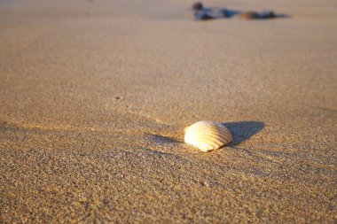 Kumdaki deniz kabuğu. Makro, Porto Santo sahilinde gün doğumunda çekilmiş detaylı bir fotoğraf..