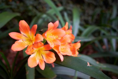 Clivia x cyrtanthiflora (Van Houtte) çiçek açar. Madeira, Portekiz. Clivia, Güney Afrika 'da yetişen bir bitki cinsidir..