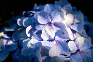 Mavi Hydrangea makrophylla çiçeği, yakın plan. Ayrıca büyük yapraklı ortanca, Fransız ortancaları, lacap ortancaları, mophead ortancaları, penny mac ve hortensia olarak da bilinir.