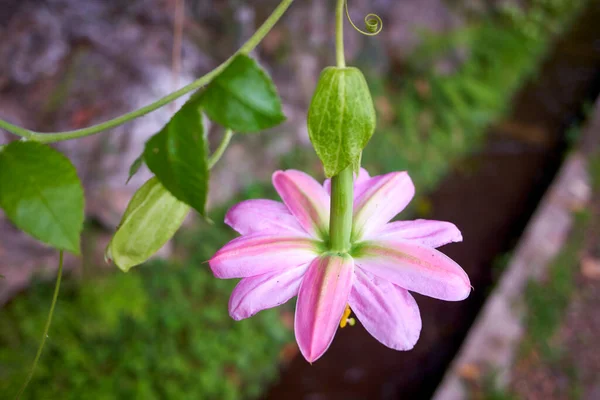 Passiflora tarminiana (ya da muzlu tutku meyvesi) çiçeği, Portekiz, Madeira 'da yetişen yabani pembe çiçek..